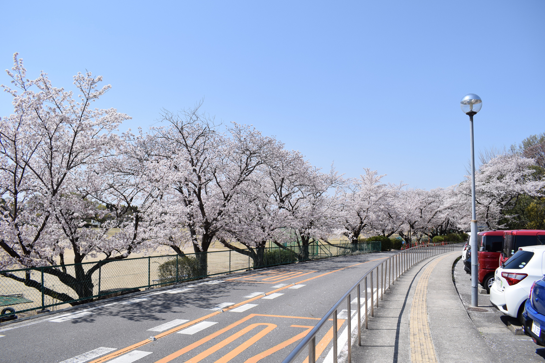 グラウンドの桜並木の画像